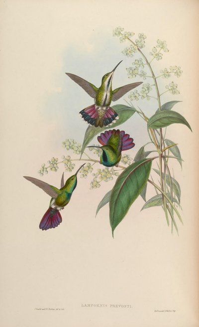 Anthracothorax prevostii by John Gould